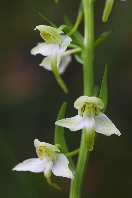 Da determinare: Platanthera chlorantha